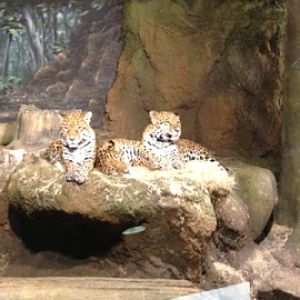 1/4/2014 - Jaguar Family Photo