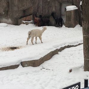 1/4/2014 - Alpacas