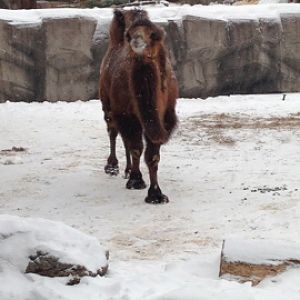 1/4/2014 - Bactrian Camel w/ Amur Tigers in Background