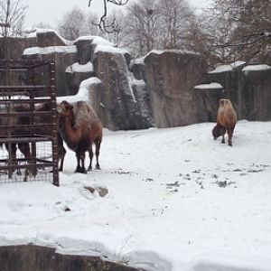 1/4/2014 - Bactrian Camels