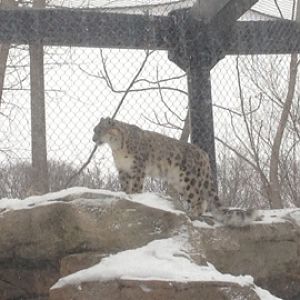 1/4/2014 - Female Snow Leopard