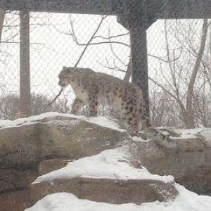1/4/2014 - Female Snow Leopard