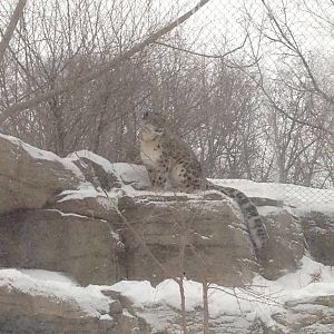 1/4/2014 - Female Snow Leopard