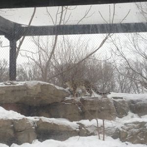 1/4/2014 - Female Snow Leopard