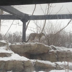 1/4/2014 - Female Snow Leopard