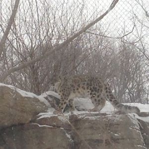 1/4/2014 - Female Snow Leopard