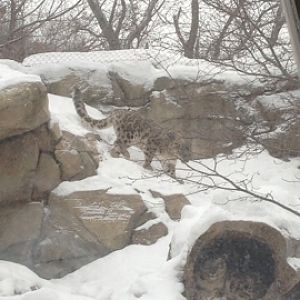 1/4/2014 - Tomoris Climbing Down