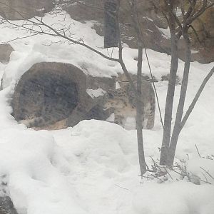 1/4/2014 - Tomoris Greeting Genghis