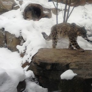 1/4/2014 - Tomoris and Genghis