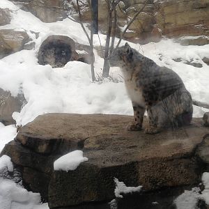 1/4/2014 - Tomoris and Genghis