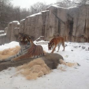 1/4/2014 - Amur Tigers