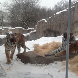 1/4/2014 - Amur Tigers