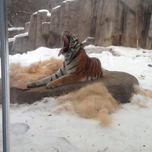 1/4/2014 - Tiger Yawn