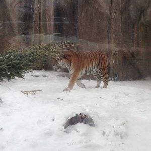 1/4/2014 - Female Tiger (Amba)