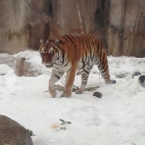 1/4/2014 - Female Tiger (Amba)