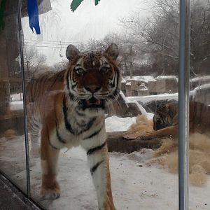 1/4/2014 - A Close-Up with Amba