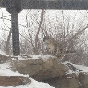 1/4/2014 - Female Snow Leopard