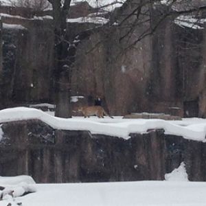 1/4/2014 - Cheetah View Across Impala Habitat