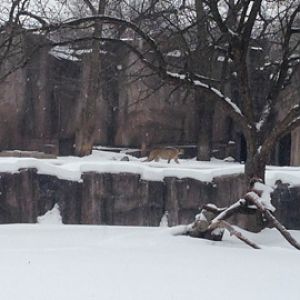 1/4/2014 - Cheetah View Across Impala Habitat