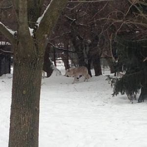 1/4/2014 - Wolf