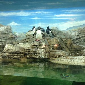 1/4/2014 - Rockhopper Penguins