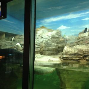 1/4/2014 - Gentoo Penguins and a Rockhopper