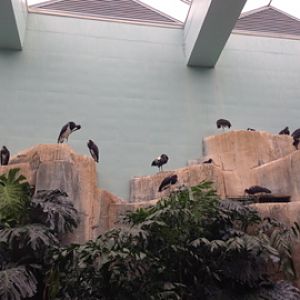 1/4/2014 - Abdim's Storks