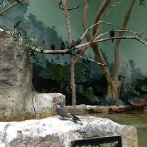 1/4/2014 - Inca Terns