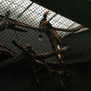 1/4/2014 - Rhinoceros Hornbills