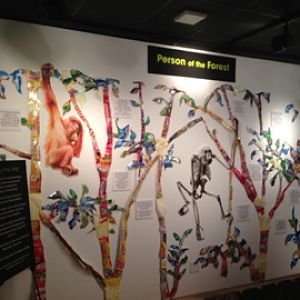 1/4/2014 - Primates of the World - Person of the Forest Art