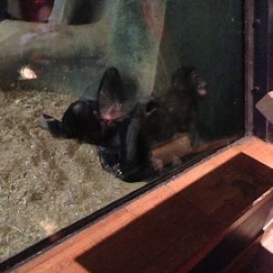 1/4/2014 - Bonobo Mom and Baby