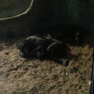 1/4/2014 - Bonobo Mom and Baby