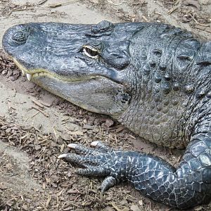 American Alligator