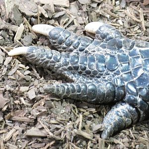 American Alligator Toes