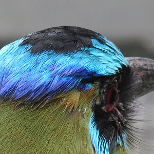 Blue-crowned Motmot crown