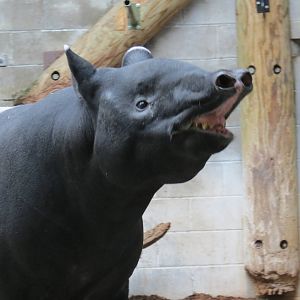 Tapir scenting
