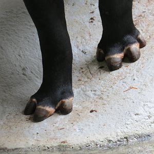 Tapir toes