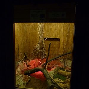 Corn snake terrarium