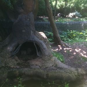 7/5/2013 - Bush Dog Habitat w/ Anteater in the Background