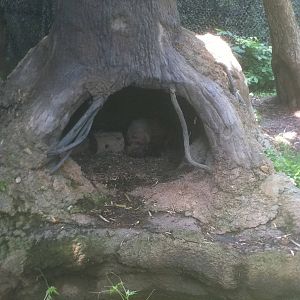 7/5/2013 - Bush Dogs