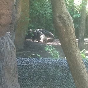 7/5/2013 - Giant Anteater