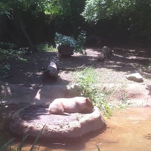 7/5/2013 - Capybara and Anteater Habitat