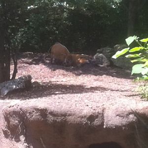 7/5/2013 - Red River Hogs