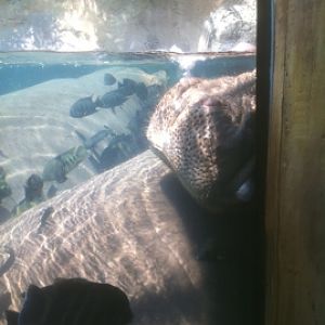 7/5/2013 - Nile Hippos