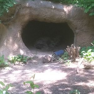 7/5/2013 - Spotted Hyena Den