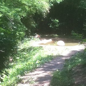 7/5/2013 - Spotted Hyena Habitat