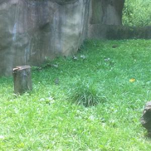 7/5/2013 - Dwarf Mongooses