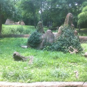 7/5/2013 - Dwarf Mongoose Habitat w/ Cheetah Habitat in the Background