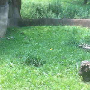 7/5/2013 - Part of Dwarf Mongoose Habitat