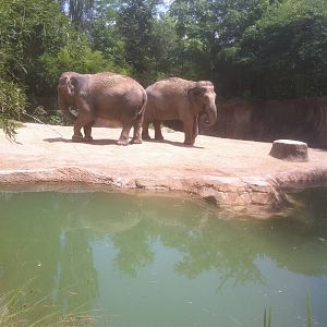 7/5/2013 - Asian Elephants